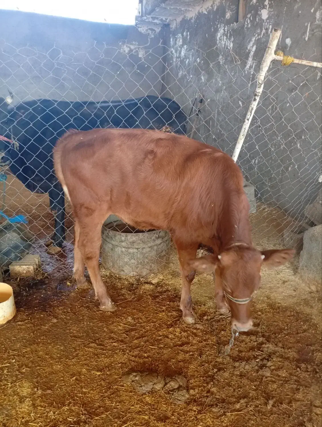 گوساله ماده شرابی اصل سویسی|حیوانات مزرعه|کوهدشت, |دیوار