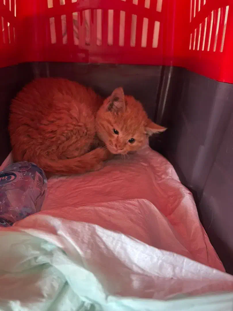 گربه بومی|گربه|خرمآباد, |دیوار