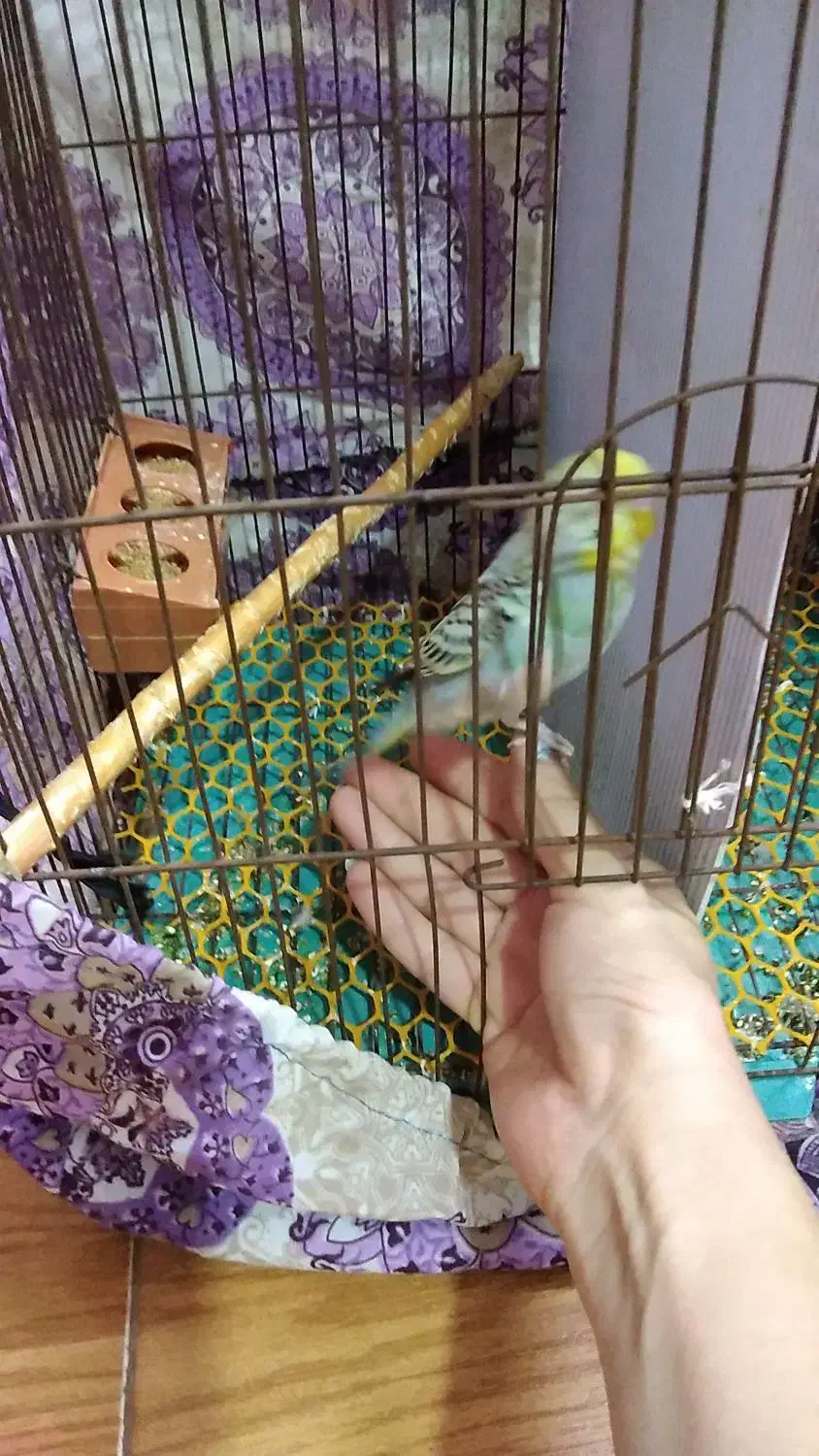 مرغ عشق دستی نر|پرنده|گرگان, |دیوار