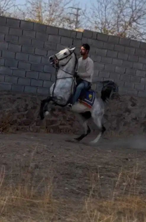 اسب نریان|اسب و تجهیزات اسب‌سواری|هشتگرد, تهران دشت|دیوار