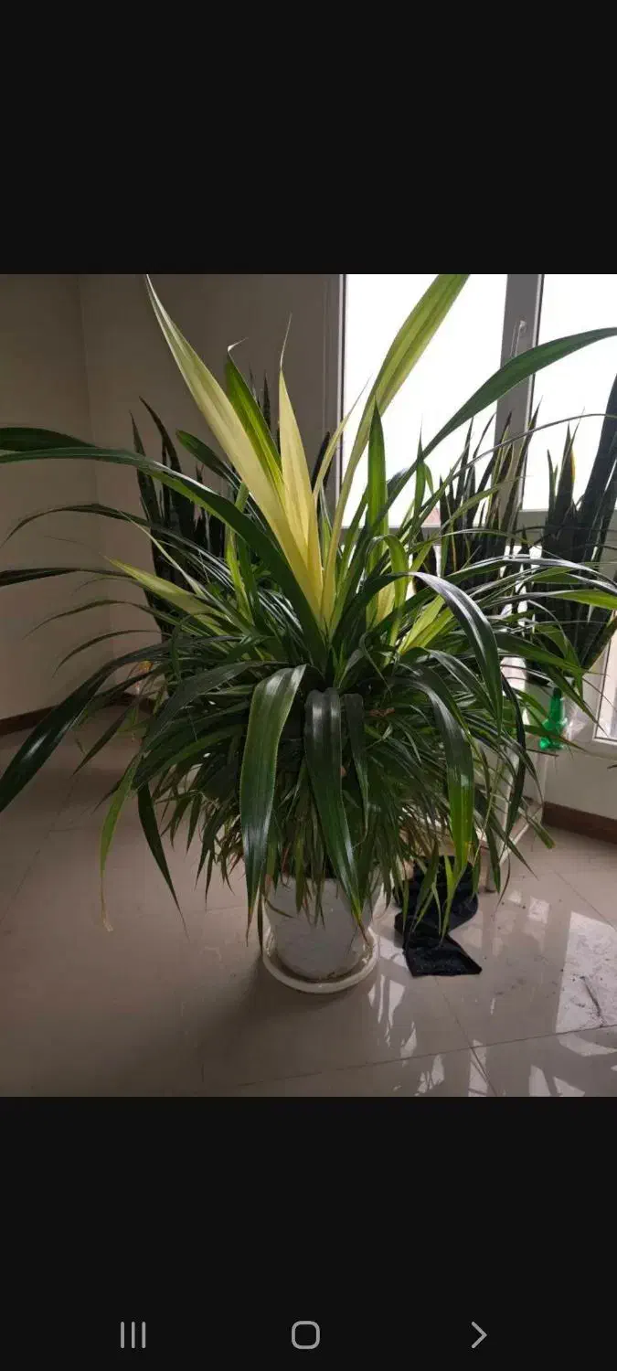 گل و گیاه|گل و گیاه طبیعی|تهران, چوب تراش|دیوار