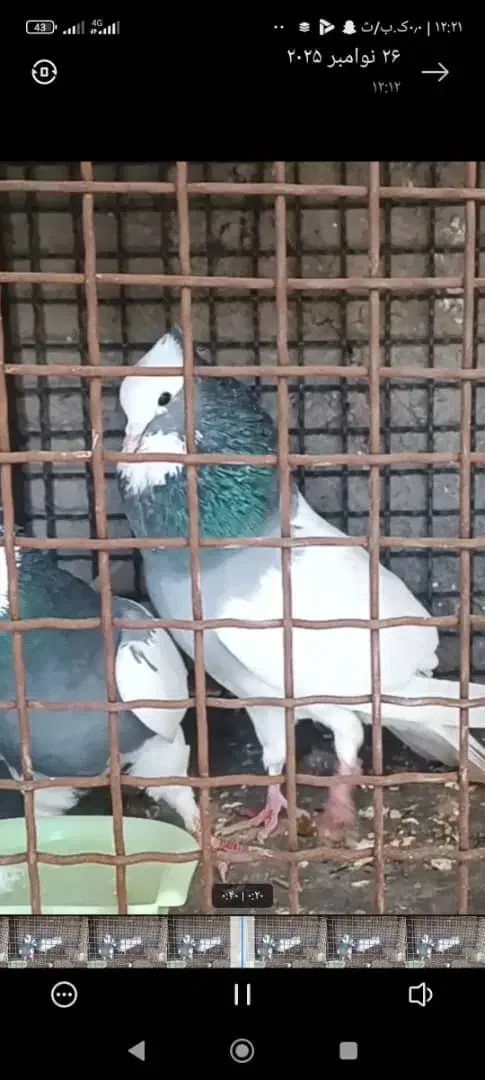 طوقی|پرنده|شیبکوه (فارس), |دیوار