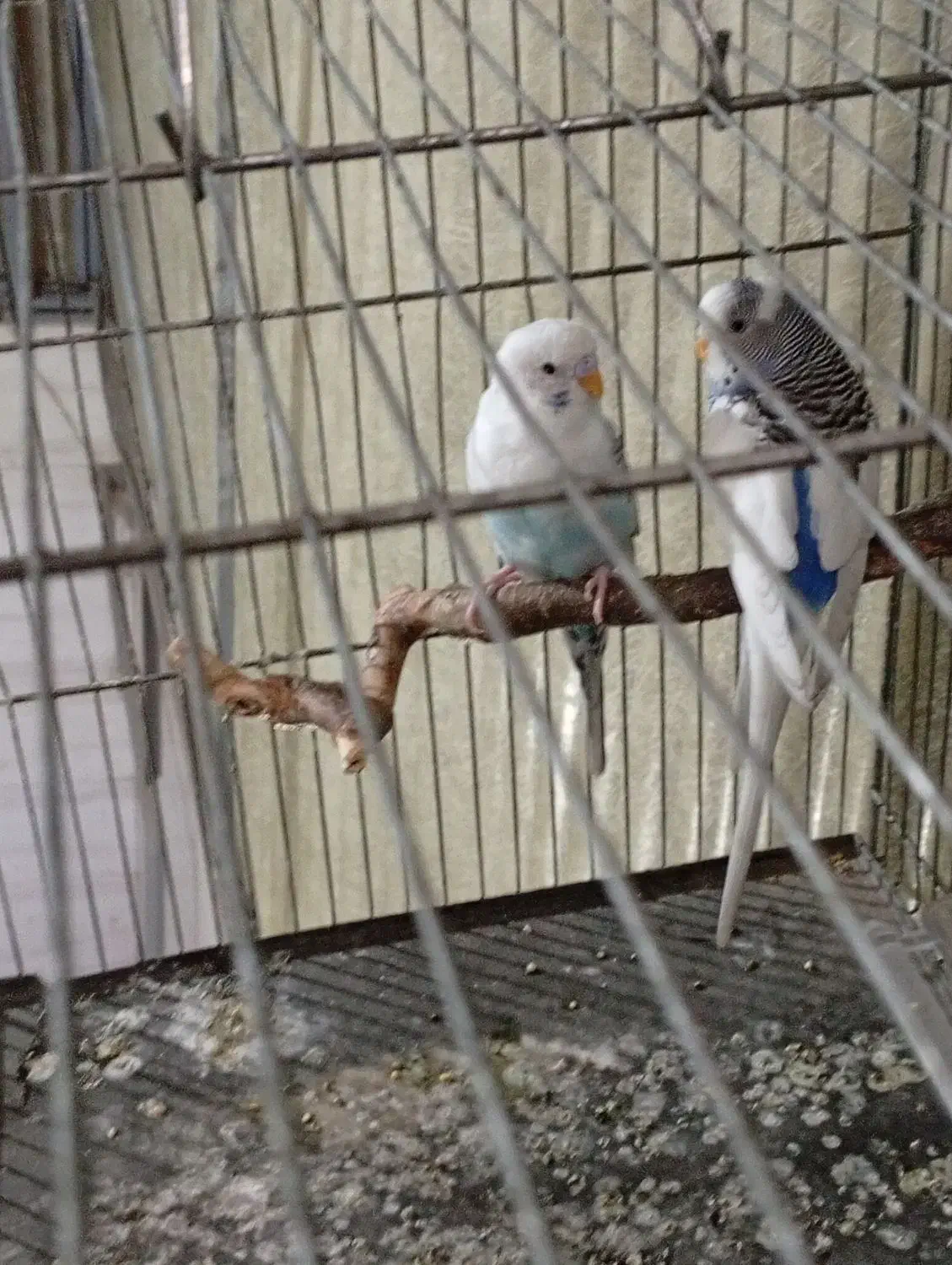 یک جفت مرغ عشق نر دستی|پرنده|ری, شهادت|دیوار