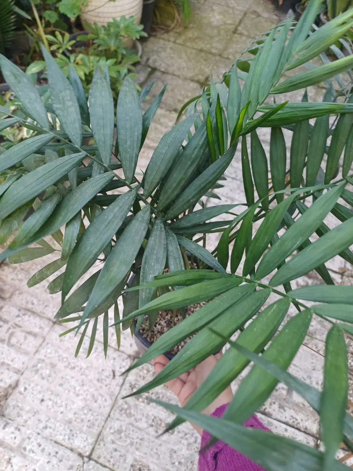 برگ انجیری|گل و گیاه طبیعی|بندر انزلی, کوی واحدی|دیوار