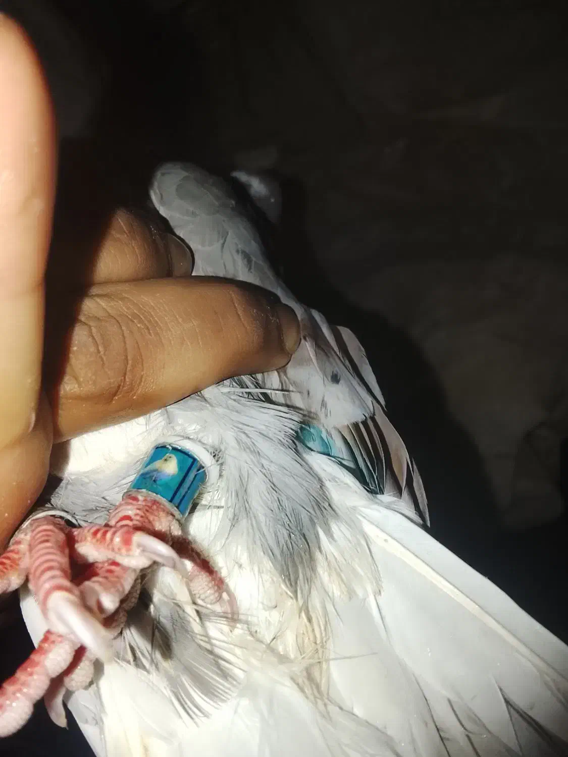 کبوتر تکپر|پرنده|تاتار علیا, |دیوار