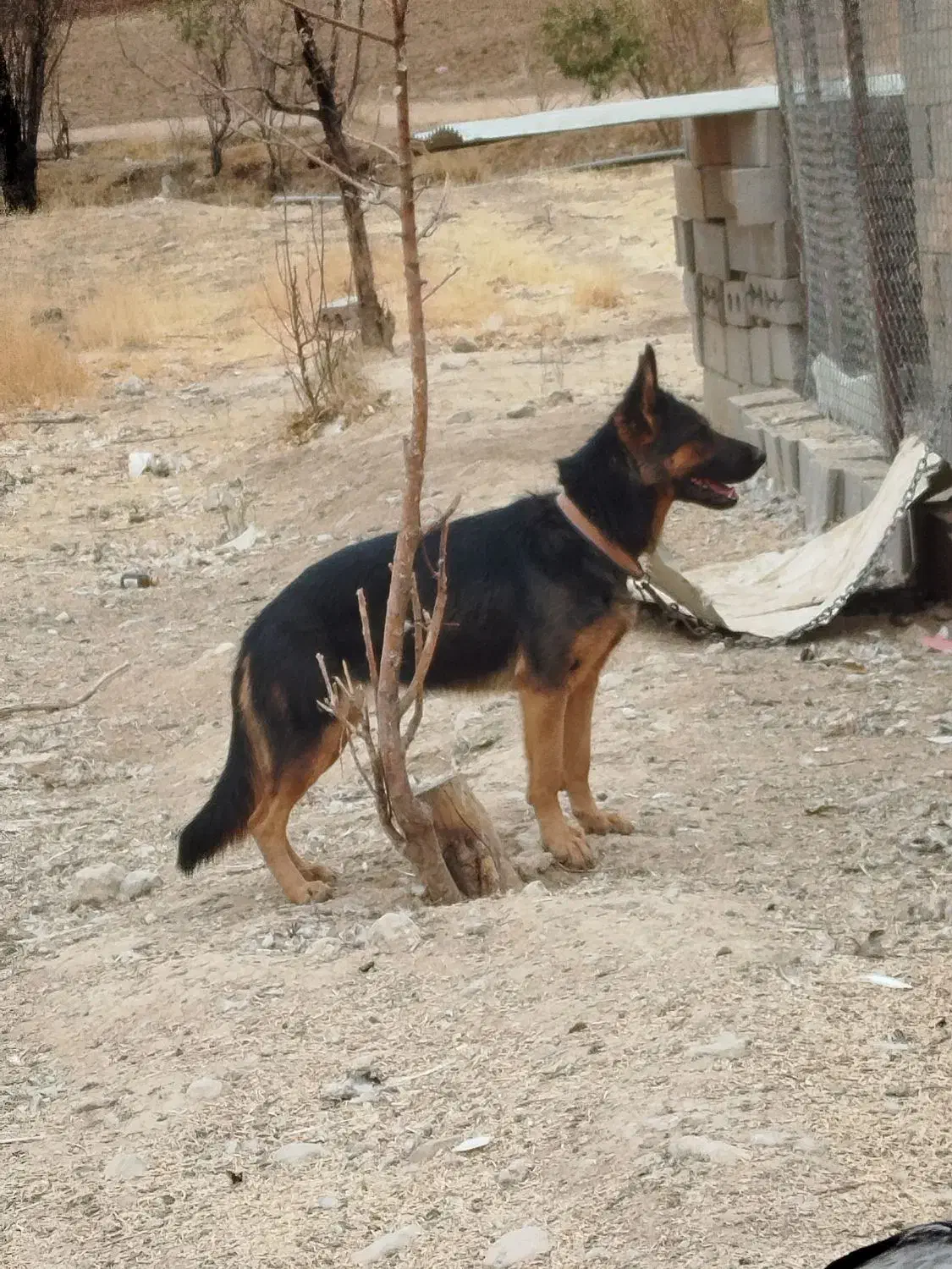 سگ ژرمن|سگ|کیار, |دیوار