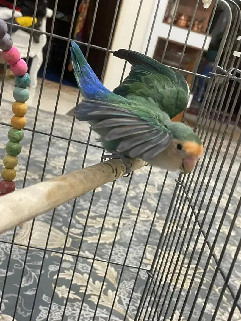 طوطی برزیلی اماده مست مست بشرط تخم گذار|پرنده|آفتاب, |دیوار