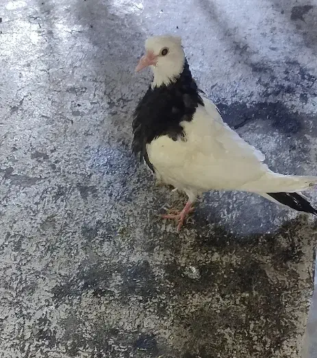 کبوتر|پرنده|جوانرود, |دیوار