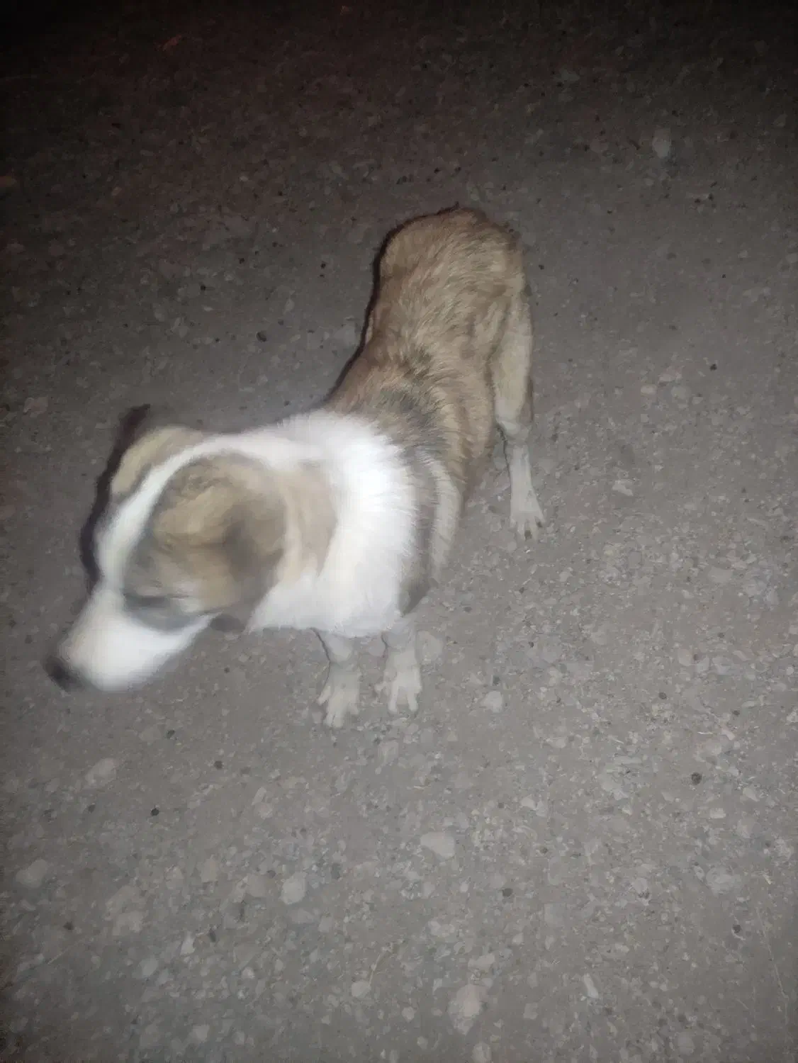 یک عددگمال|سگ|خرمآباد, |دیوار