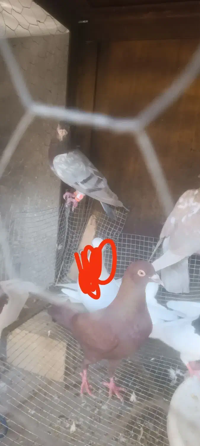 کبوتر سالم به شرط .توجه|پرنده|برازجان, |دیوار