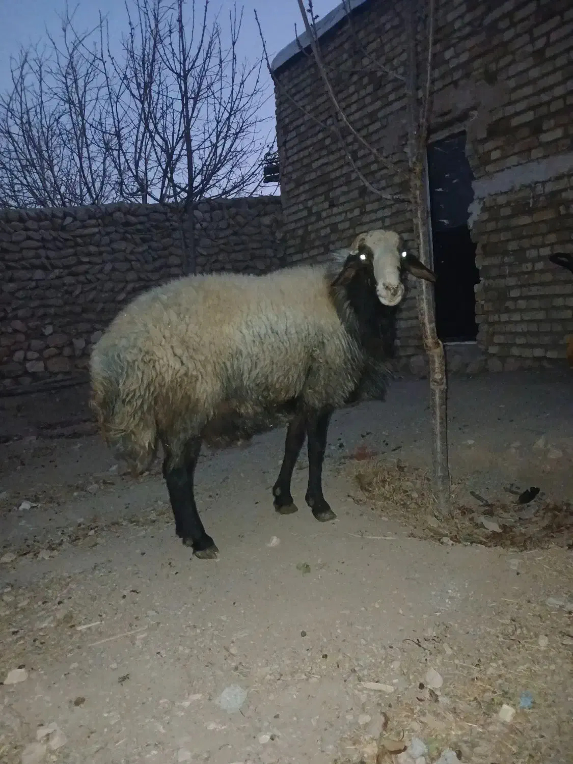 قوچ|حیوانات مزرعه|آبگرم, |دیوار