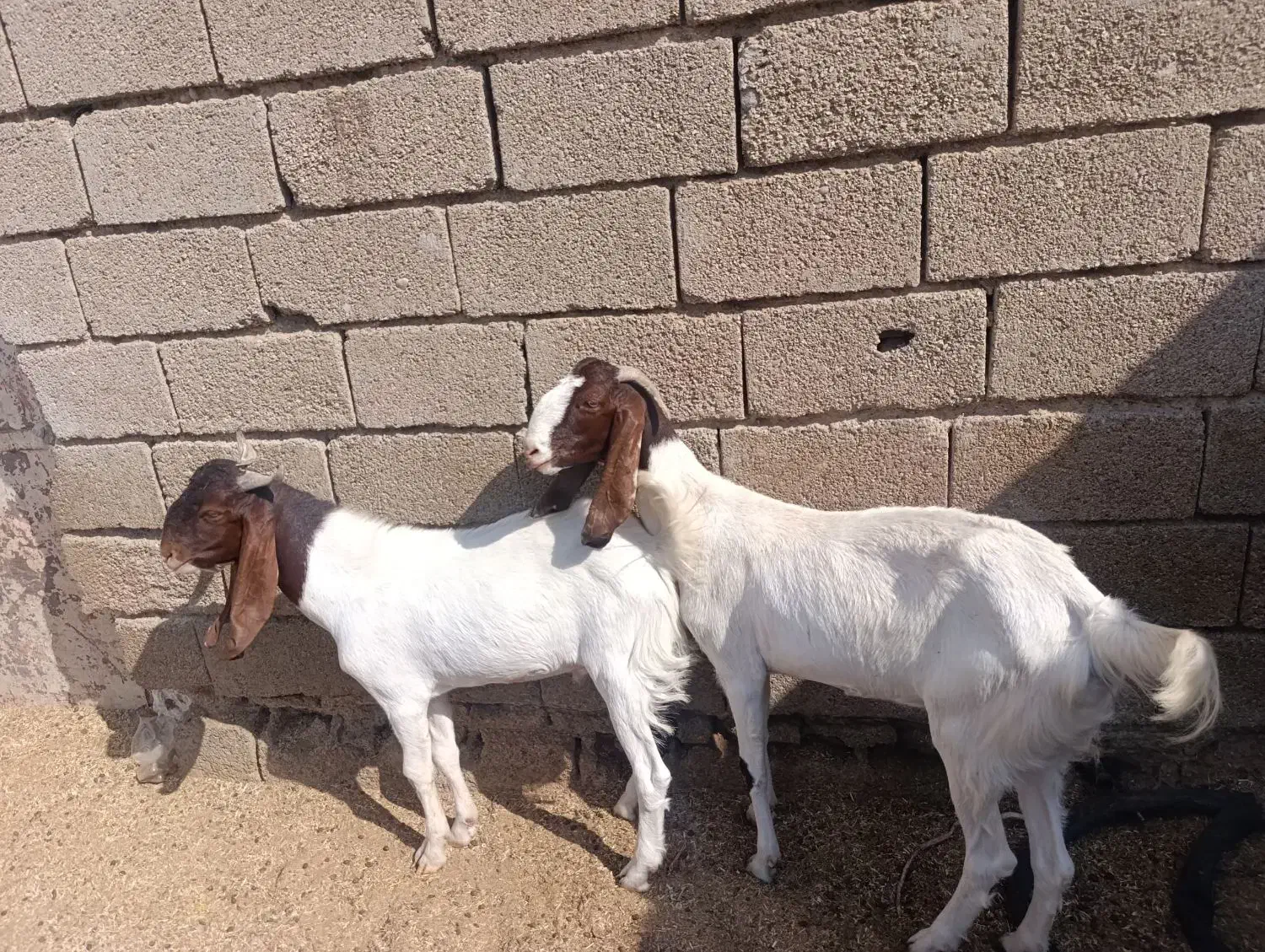 بزغاله|حیوانات مزرعه|بندر ماهشهر, |دیوار