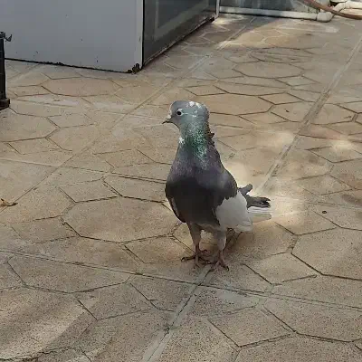 کبوتر ابلغ|پرنده|کرمانشاه, |دیوار