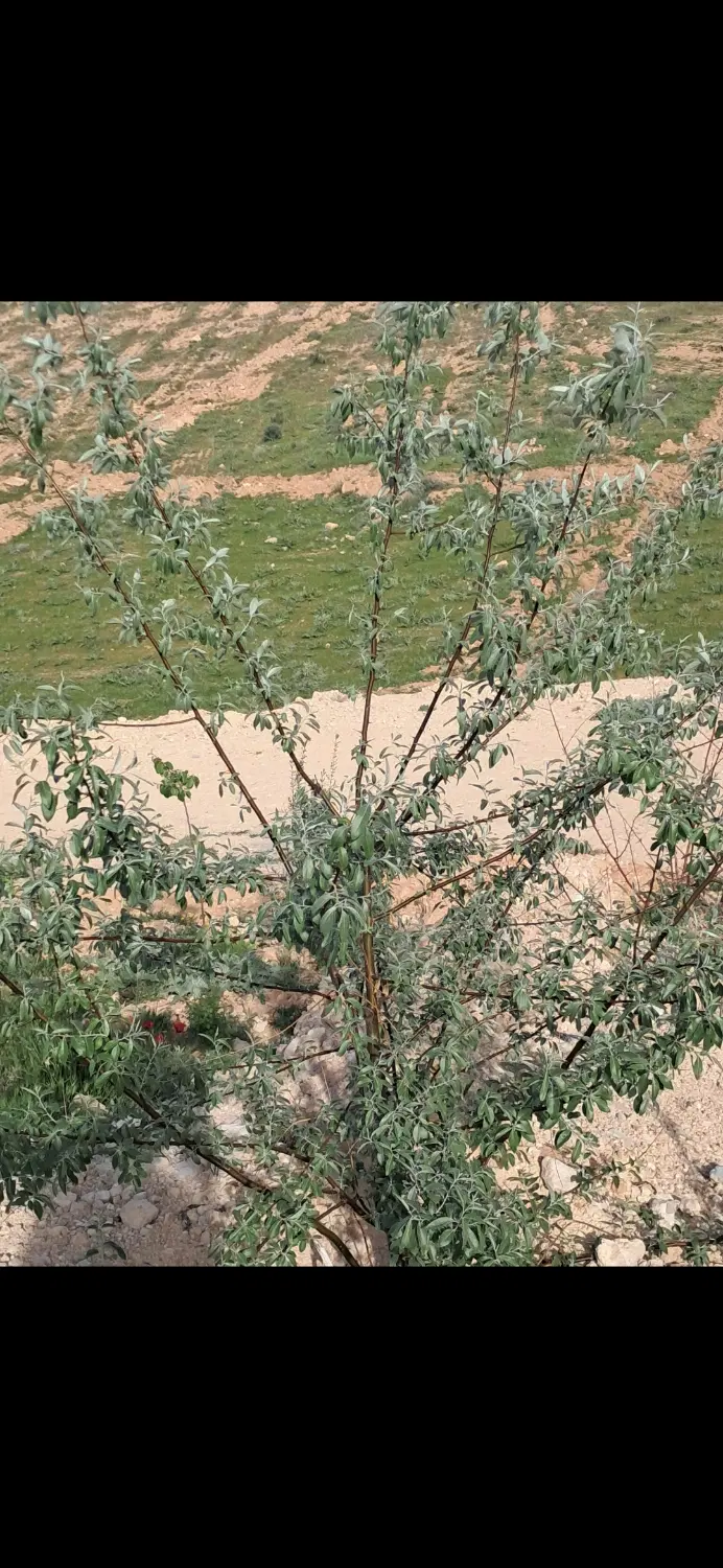 تصویر 5