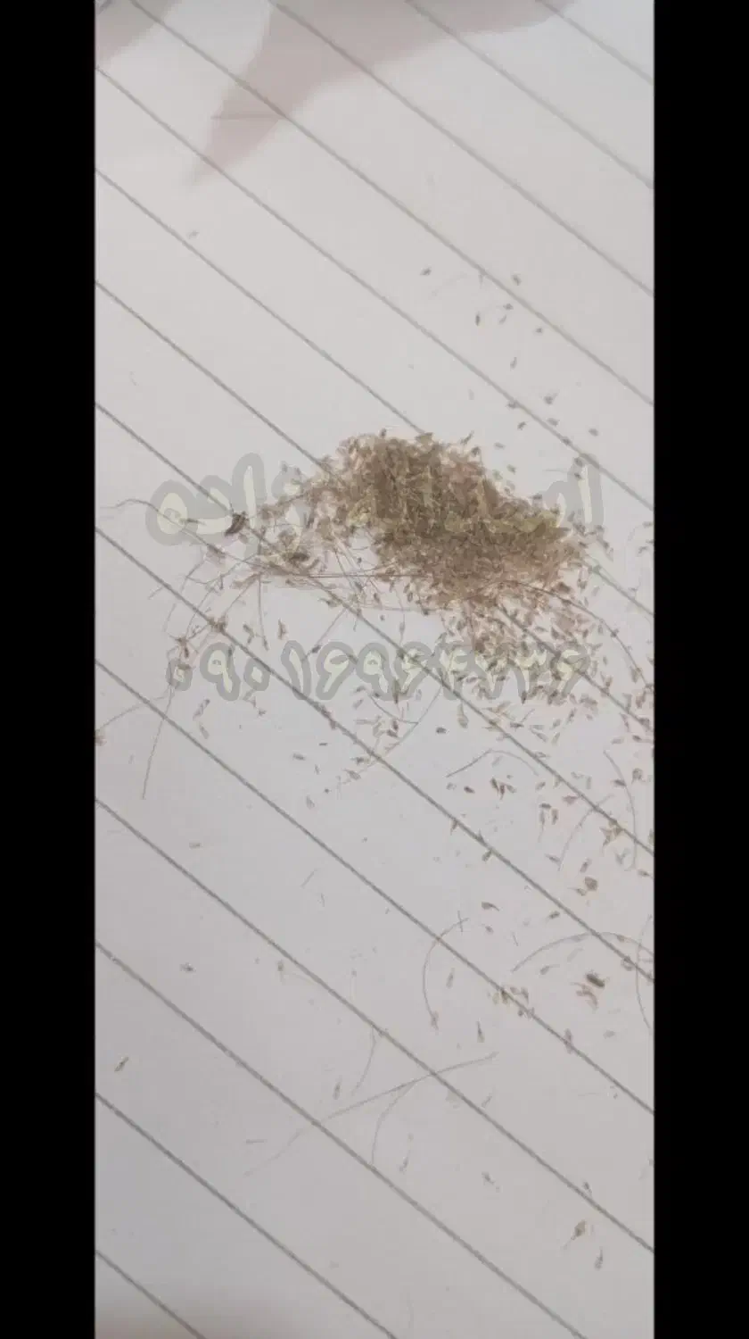 شامپو و قطره شپش و رشک|آرایشی، بهداشتی، درمانی|بابل, |دیوار