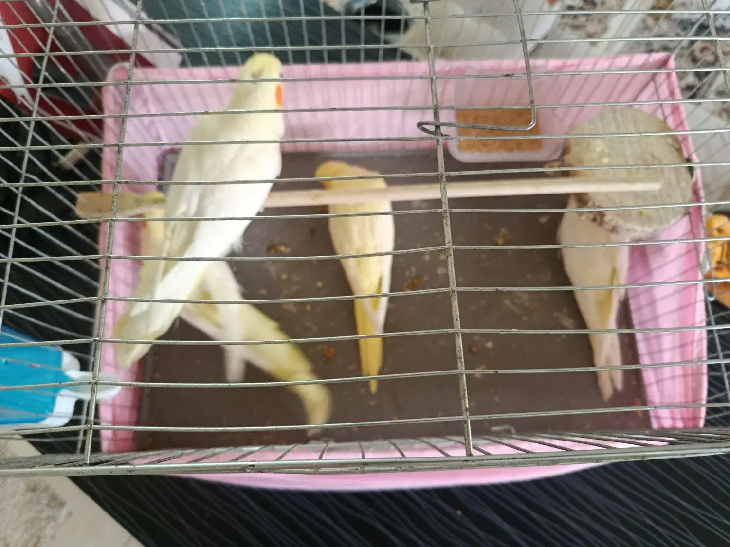 عروس هلندی لوتینو|پرنده|چهاردانگه (تهران), |دیوار