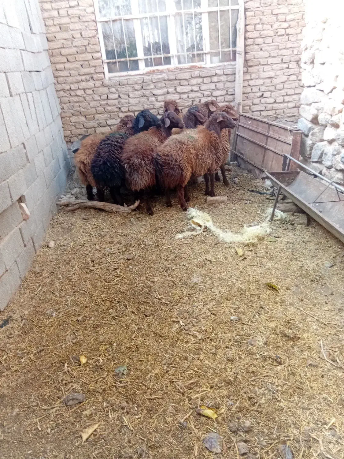 بره نر|حیوانات مزرعه|مشهد, درزآب|دیوار