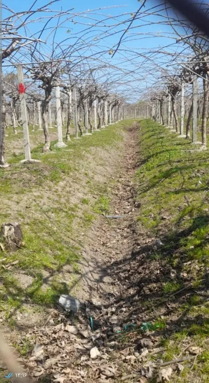 باغ ۲۰۰۰ متری|فروش زمین و ملک کلنگی|چوبر, |دیوار