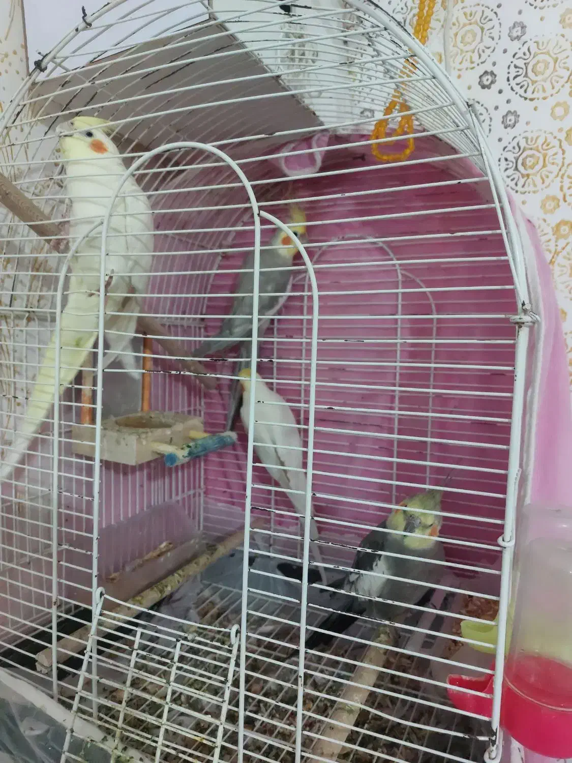 عروس هلندی|پرنده|نیشابور, پارک منابع طبیعی|دیوار