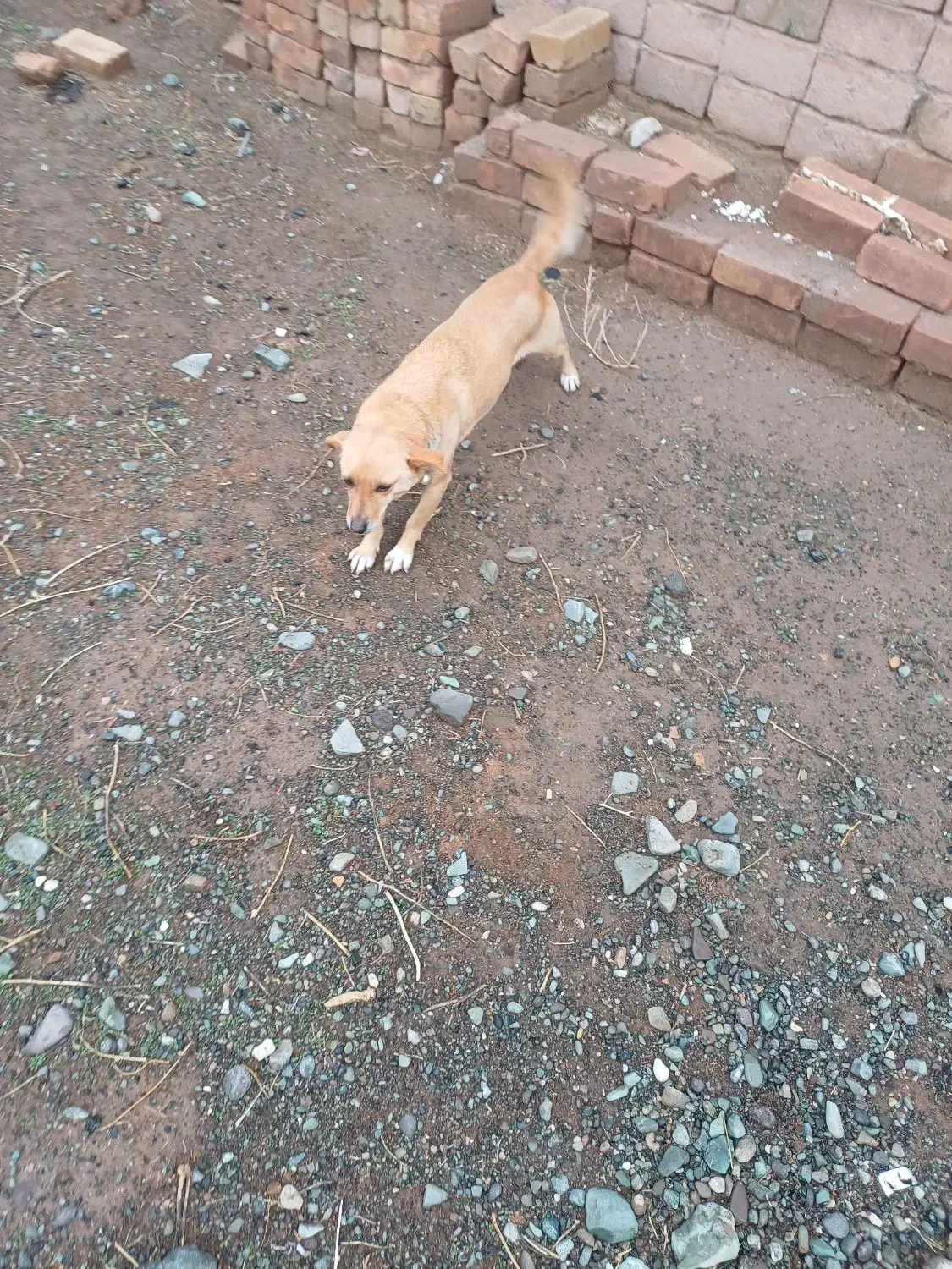 پاکوتاه|سگ|نیشابور, مازول|دیوار