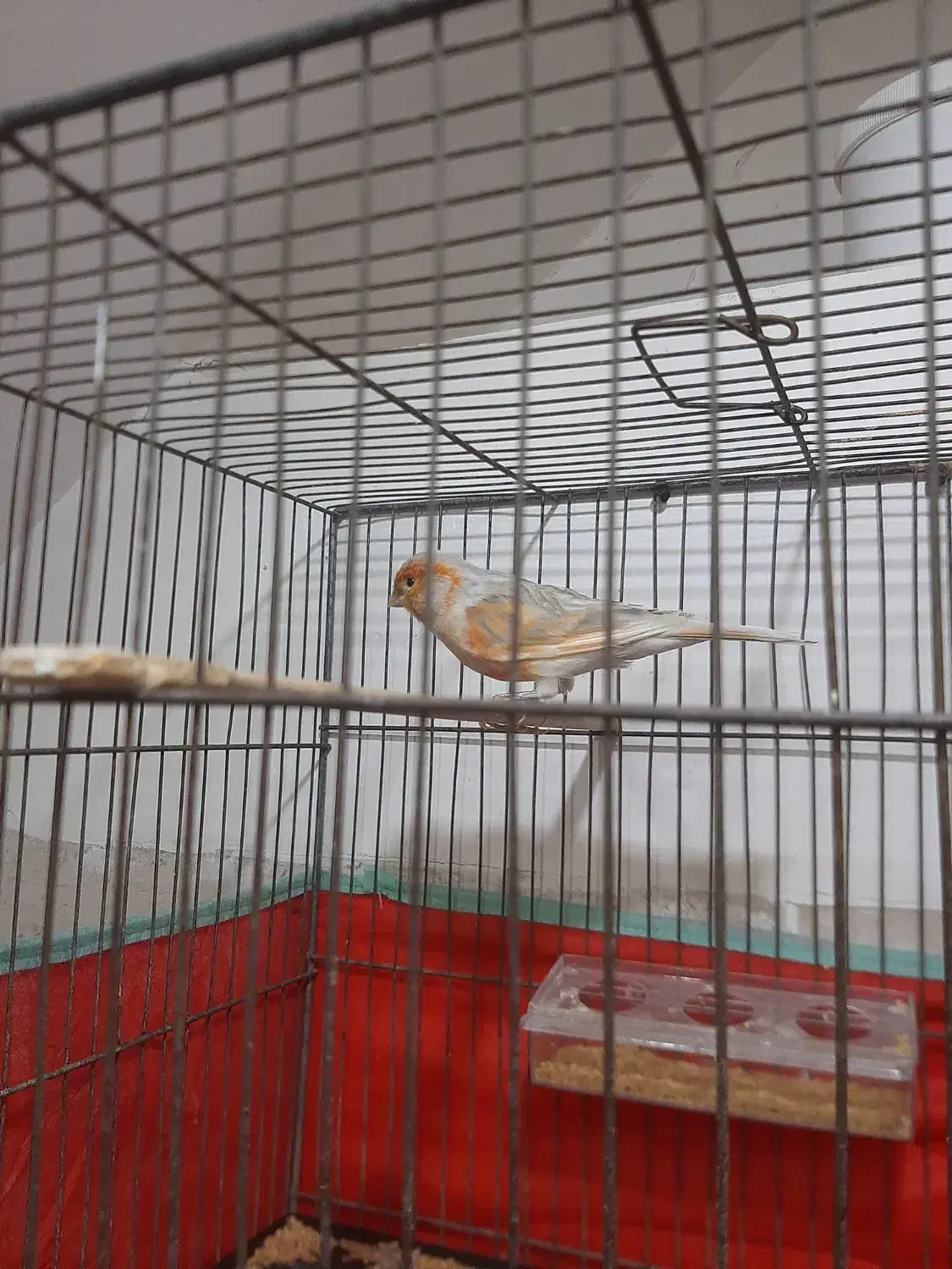 جفت قناری|پرنده|یزد, |دیوار