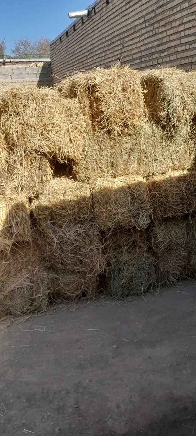 پرس پوشال برنج|لوازم جانبی حیوانات|تربت جام, میان جام|دیوار