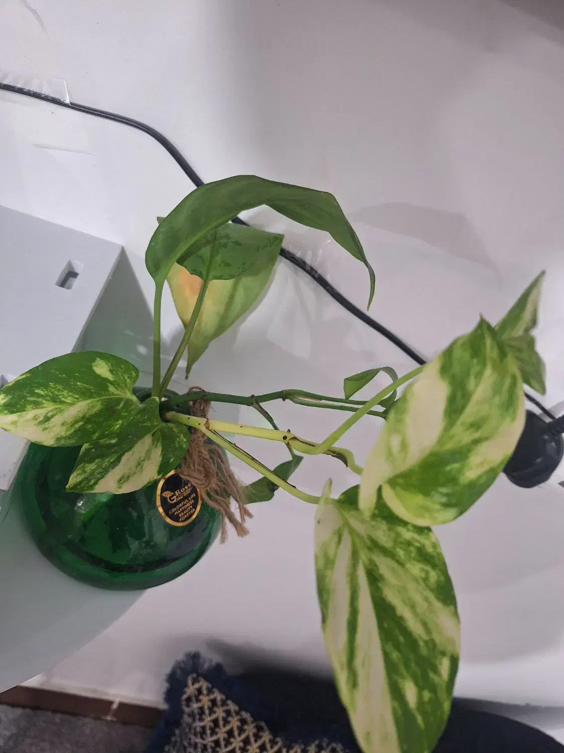 سبز پتوس و زعفرانی|گل و گیاه طبیعی|برازجان, |دیوار