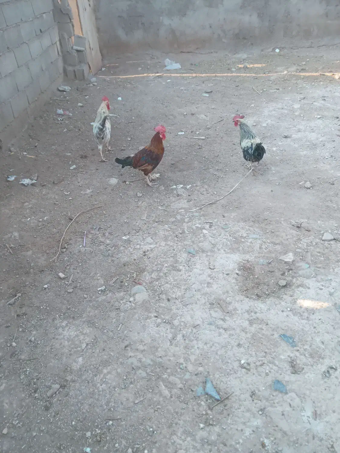 خروس|حیوانات مزرعه|مسجد سلیمان, |دیوار