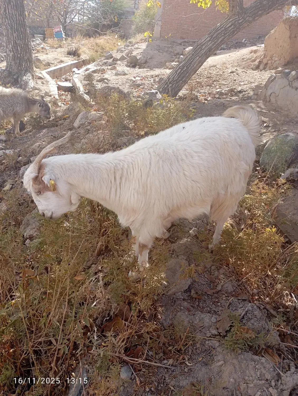 کره ماده سانن|حیوانات مزرعه|رابر, |دیوار