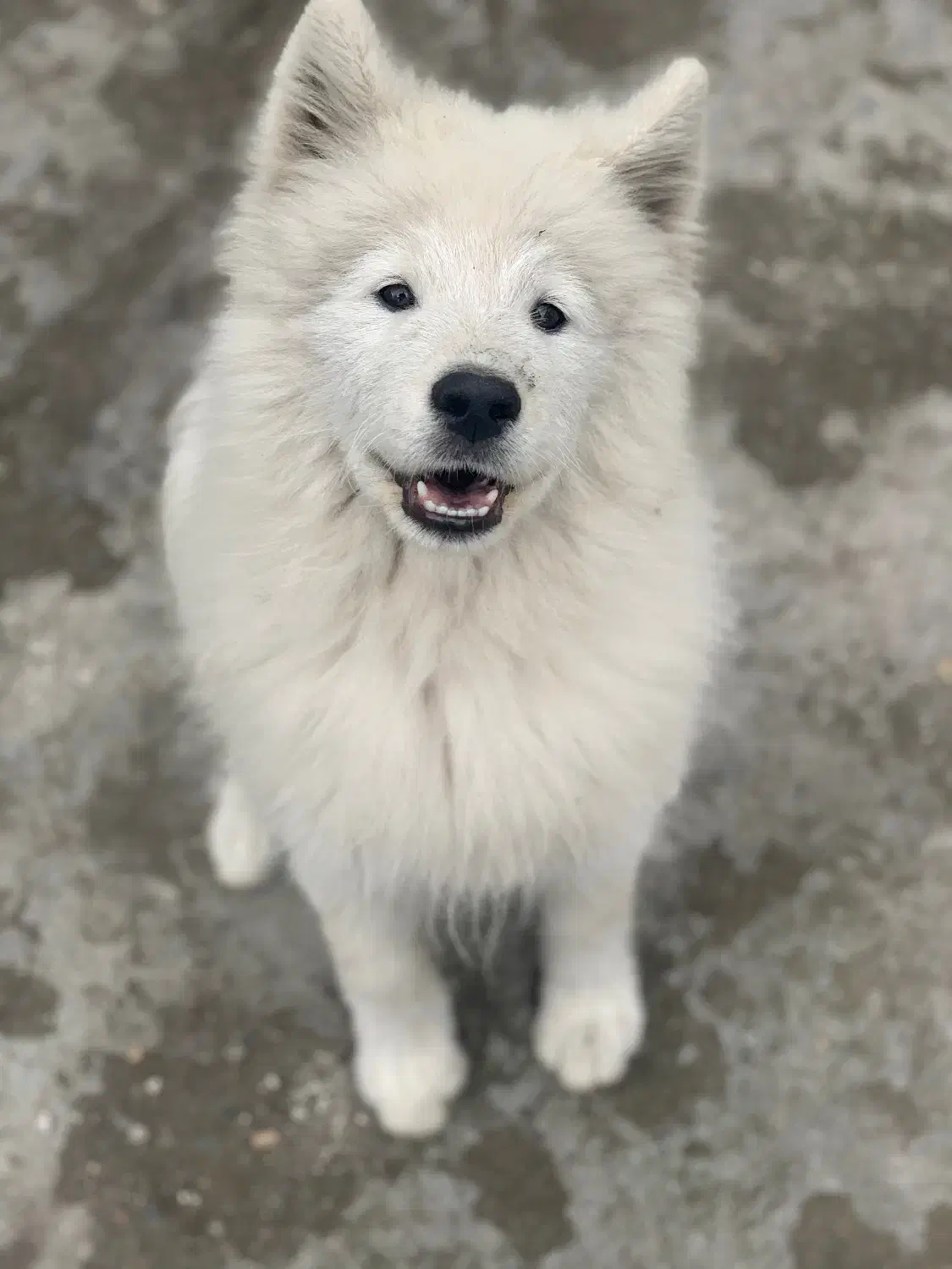 توله سامویید ۴ماهه|سگ|رشت, کوی عرفان|دیوار