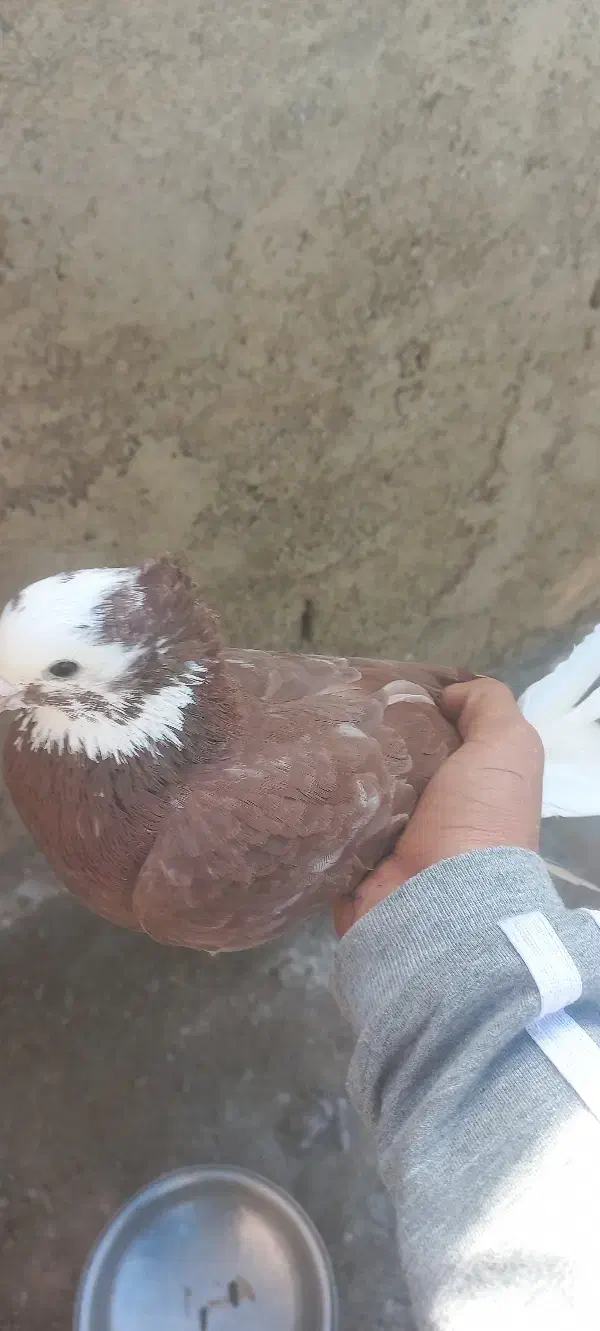 کفتر|پرنده|ماهدشت, |دیوار