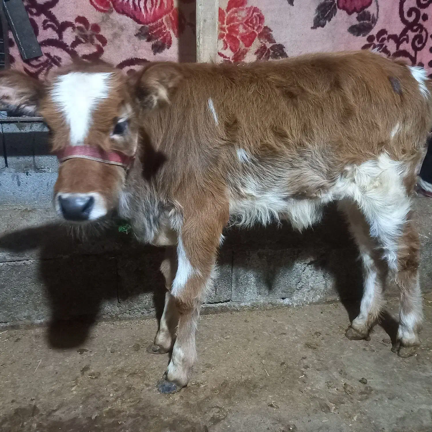 فروش ۳ راس گاو و گوساله|حیوانات مزرعه|گوراب زرمیخ, |دیوار