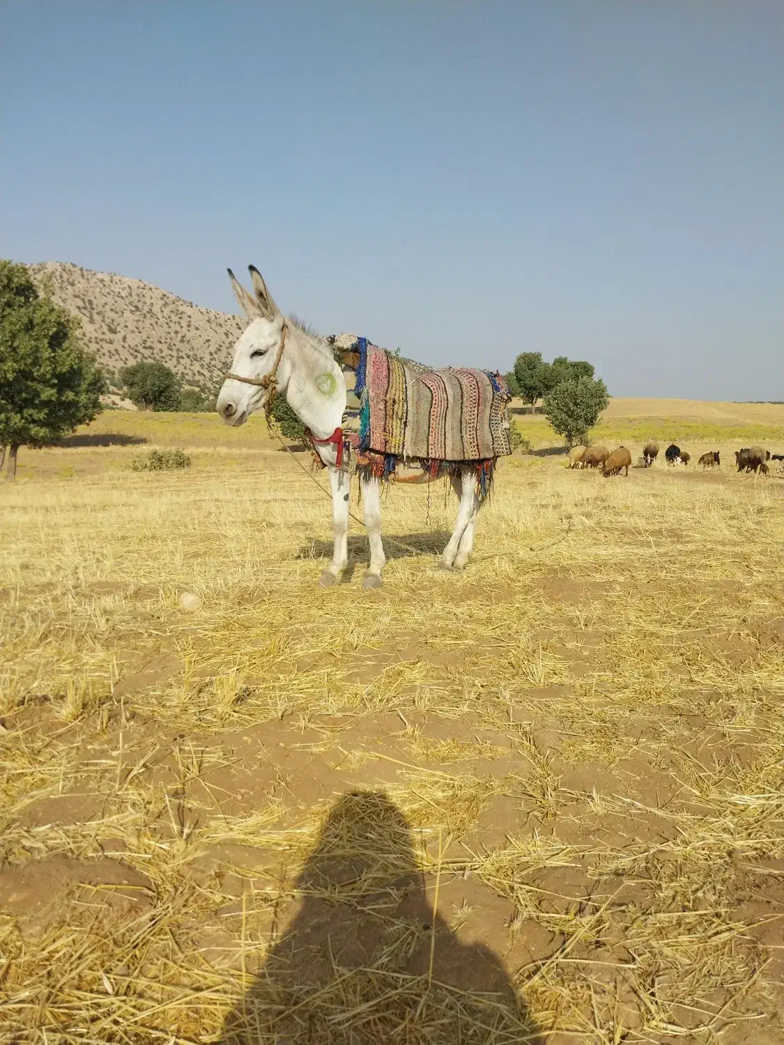 یک الاغ نر جوان|حیوانات مزرعه|کوهدشت, |دیوار