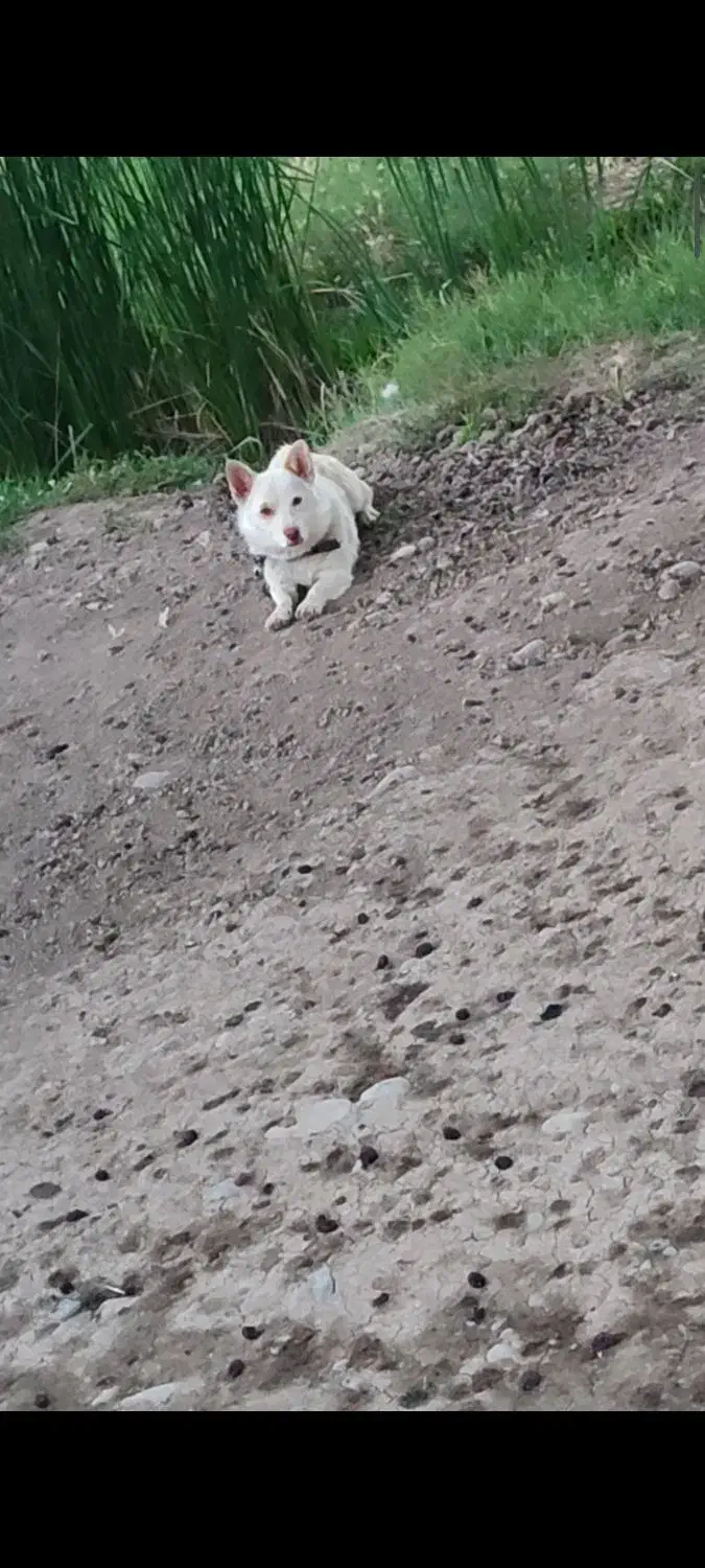 سگ پاکوتاه دزدیده شده|حیوانات|پارس‌آباد, |دیوار