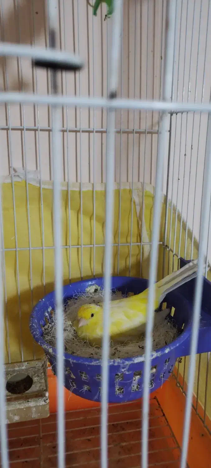 یک جفت قناری|پرنده|فولادشهر, سایت صنعتی کاوه|دیوار