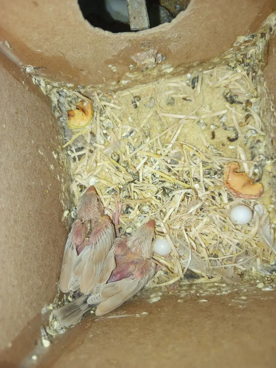 جفت فنچ شکلاتی مولد با ۲جوجه|پرنده|تهران, دروازه شمیران|دیوار