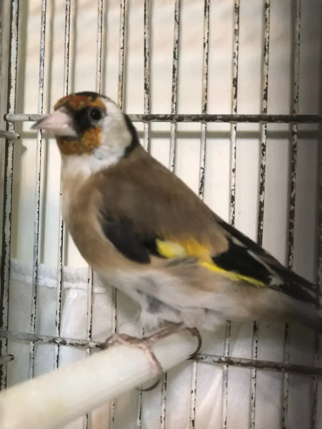 سهره جوجه نر|پرنده|ابهر, |دیوار