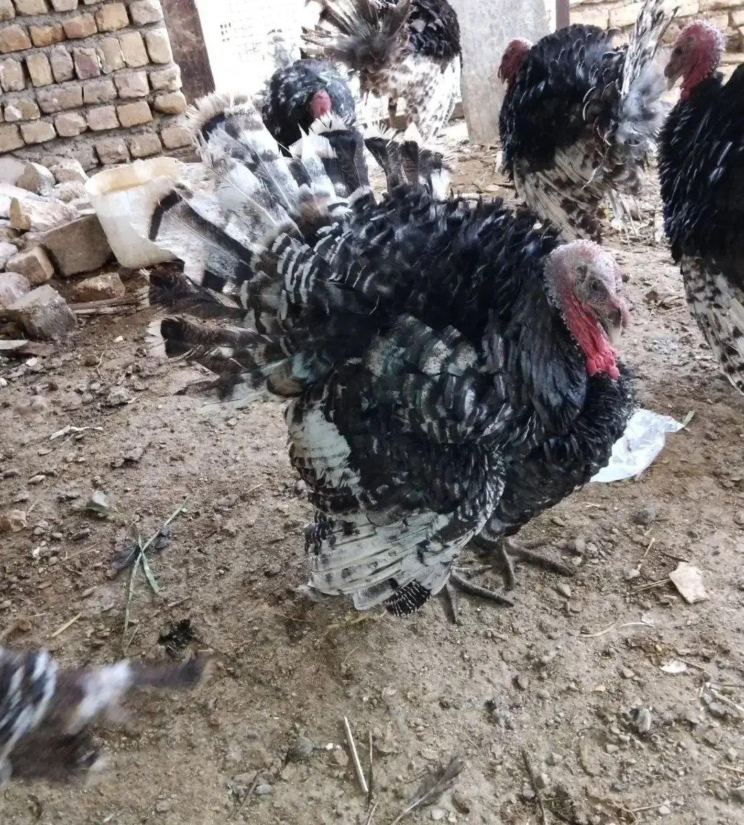 بوقلمون نر و ماده قیمت مناسب|حیوانات مزرعه|بوئین زهرا, |دیوار