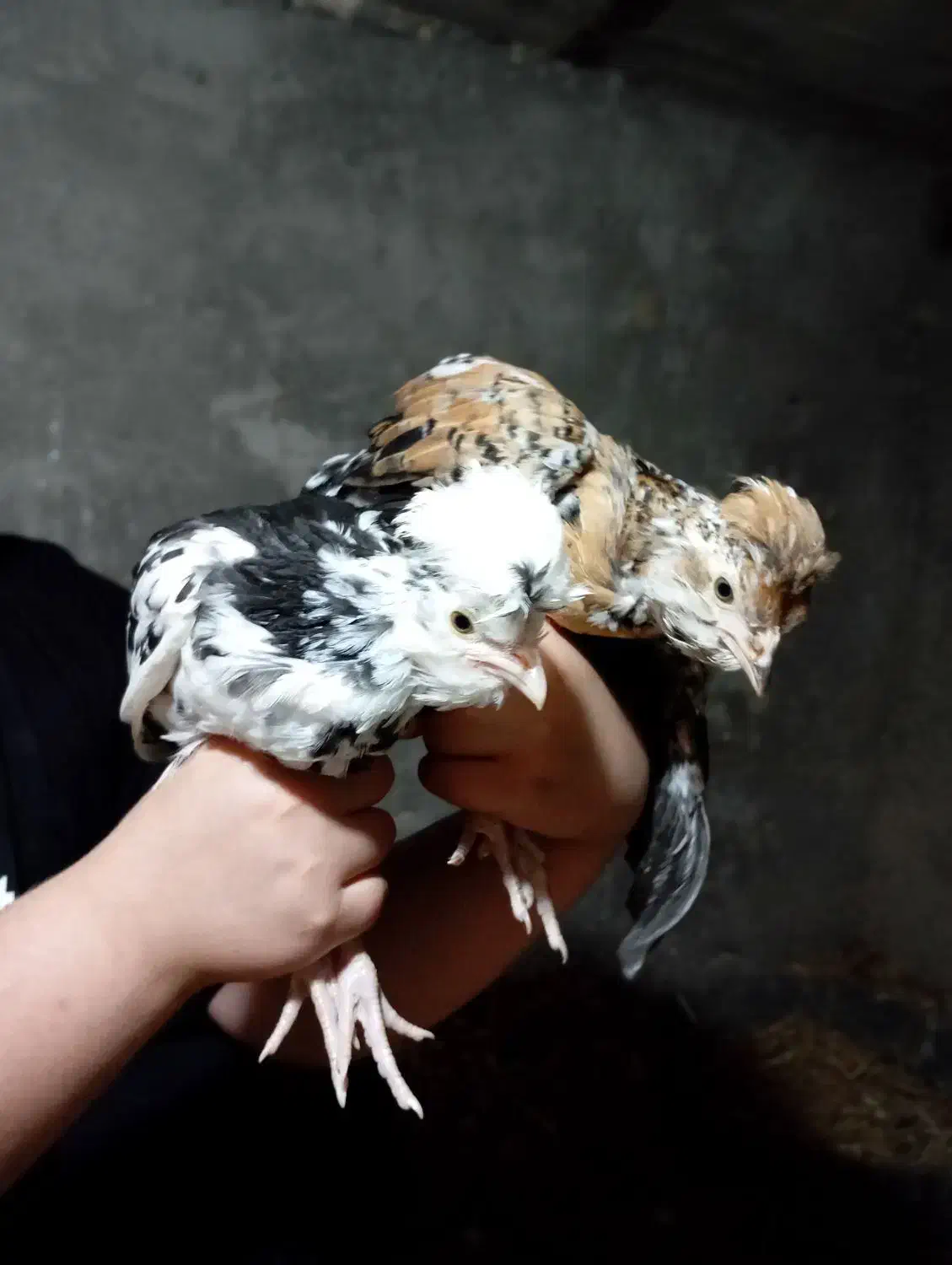 مرغ و خروس همه نوع|حیوانات مزرعه|اسالم, |دیوار