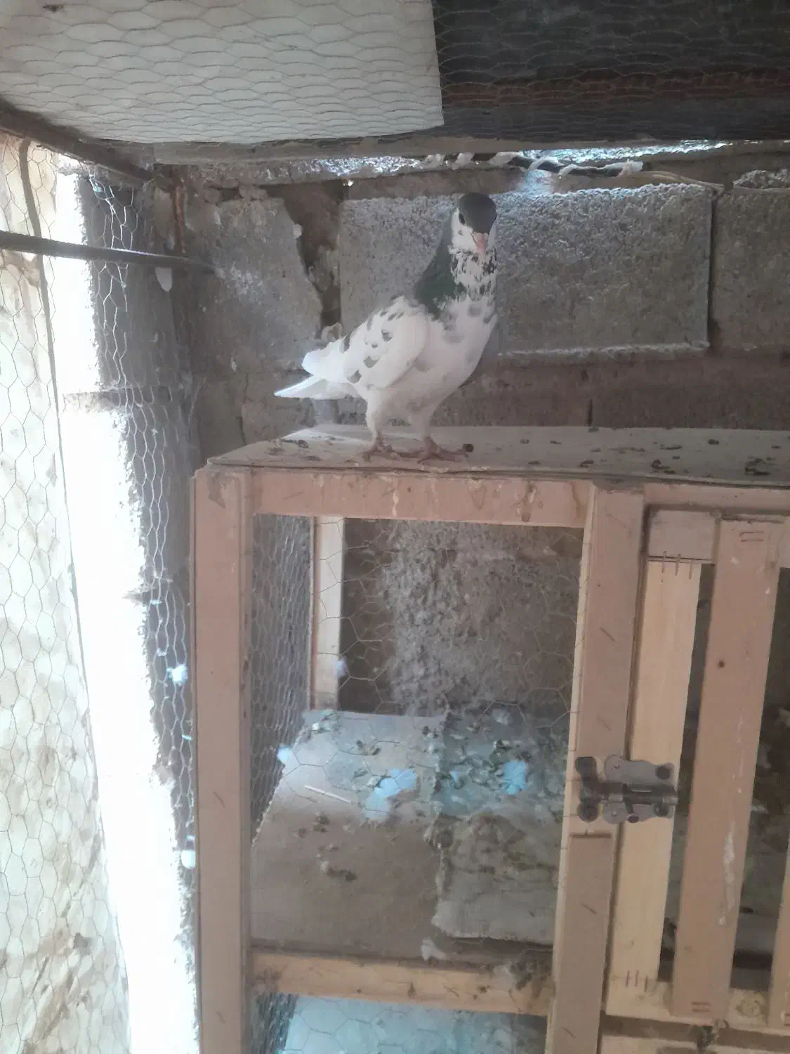 بدرنگسبز چپسبز|پرنده|شیراز, فرودگاه شهید دستغیب شیراز|دیوار