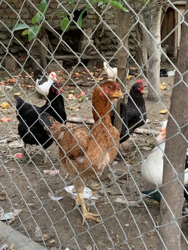 مرغ لاری اصیل|حیوانات مزرعه|بندر گز, |دیوار