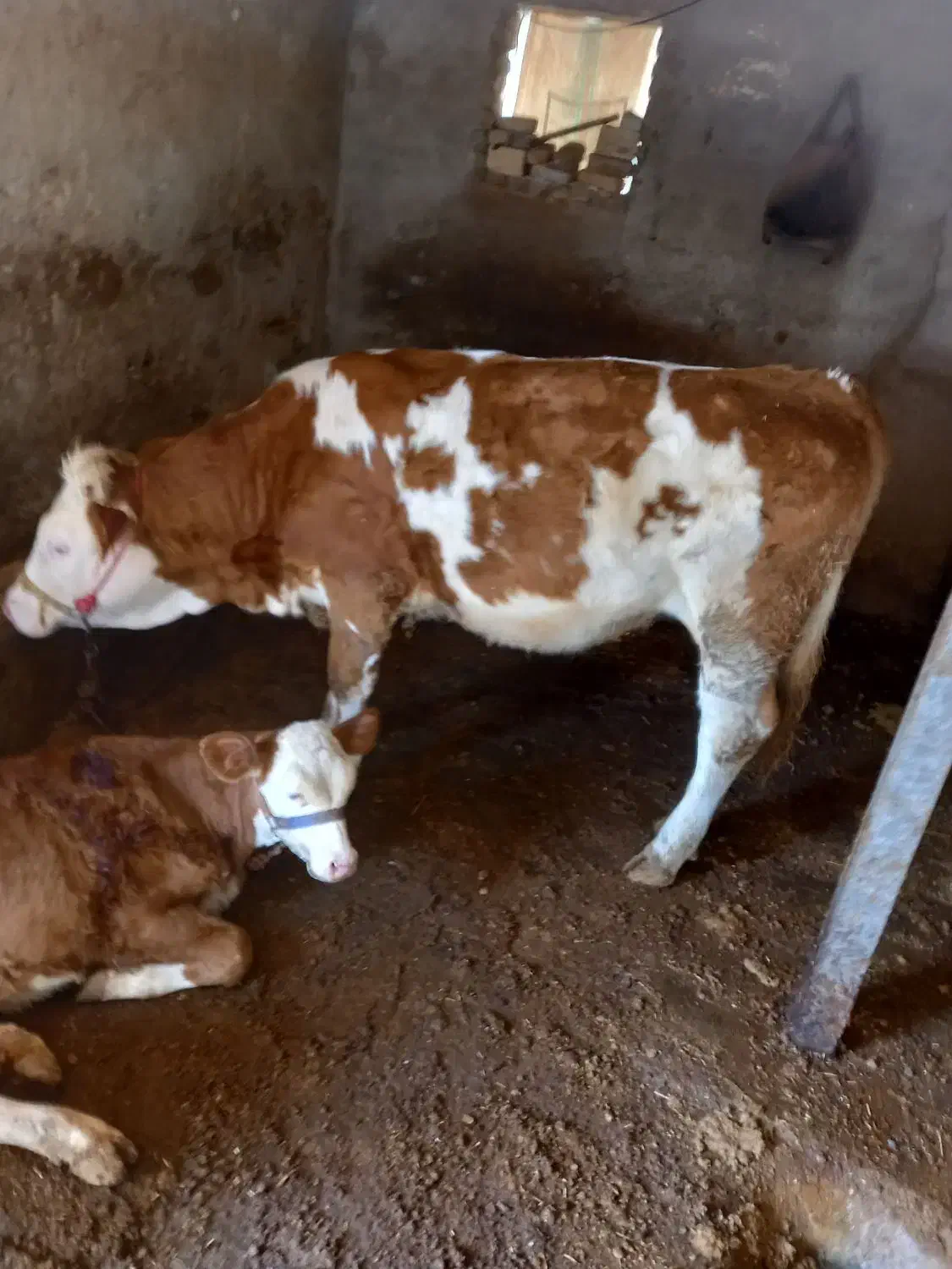 گاو|حیوانات مزرعه|سیلاخور, |دیوار