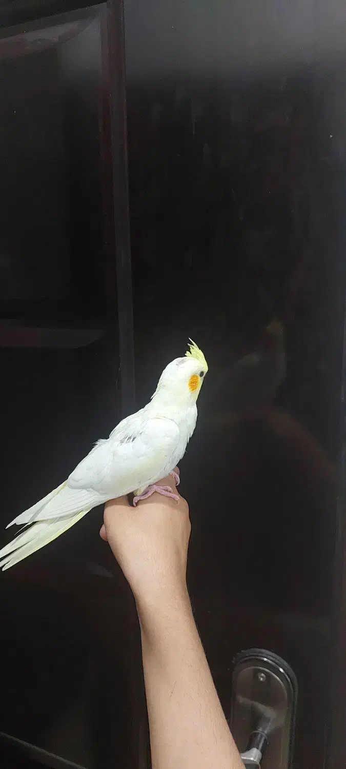 ۳ عدد عروس هلندی تازه دون خور|پرنده|کرمان, |دیوار