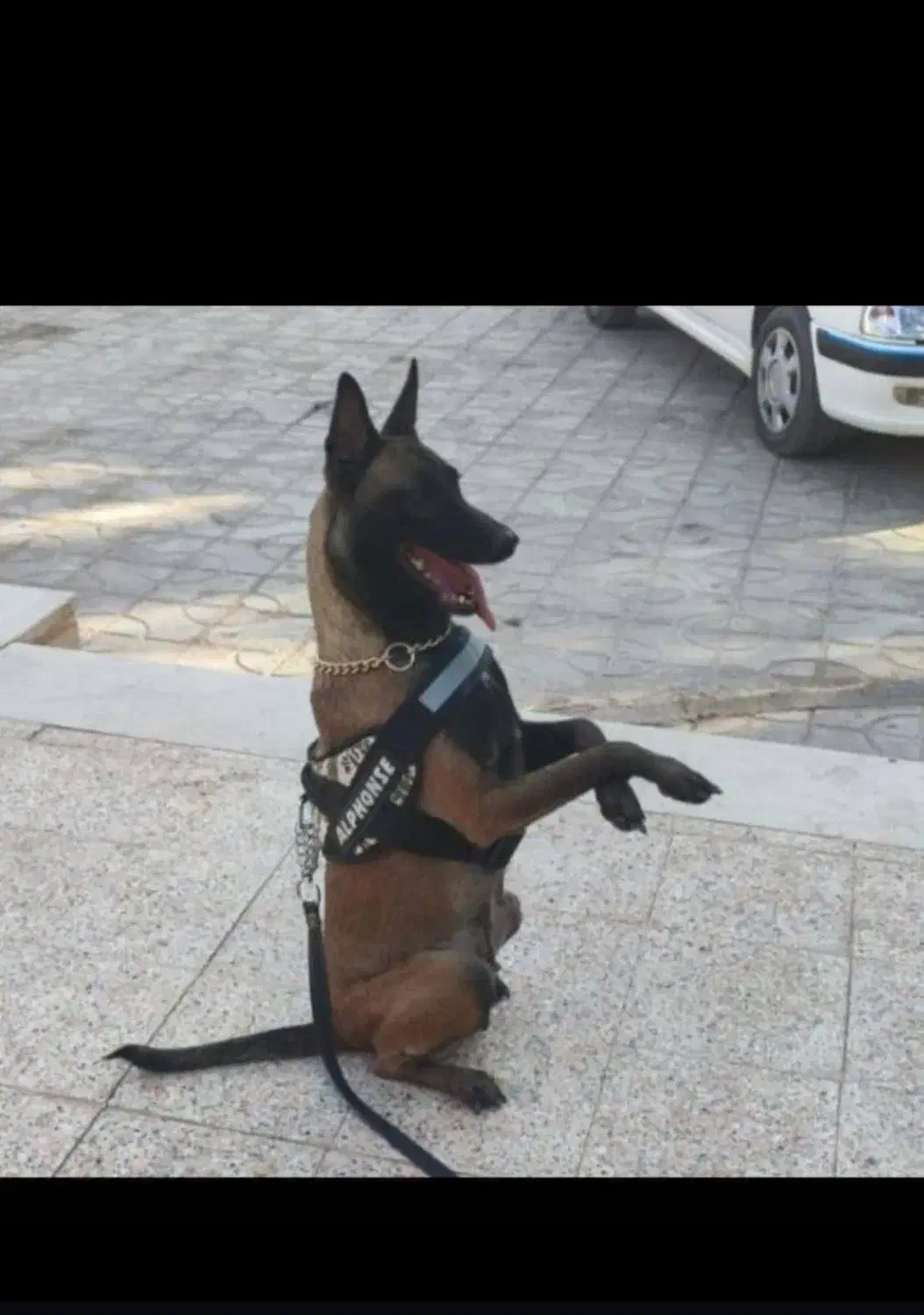 واگذاری مالینویزموادیاب|سگ|بم, |دیوار