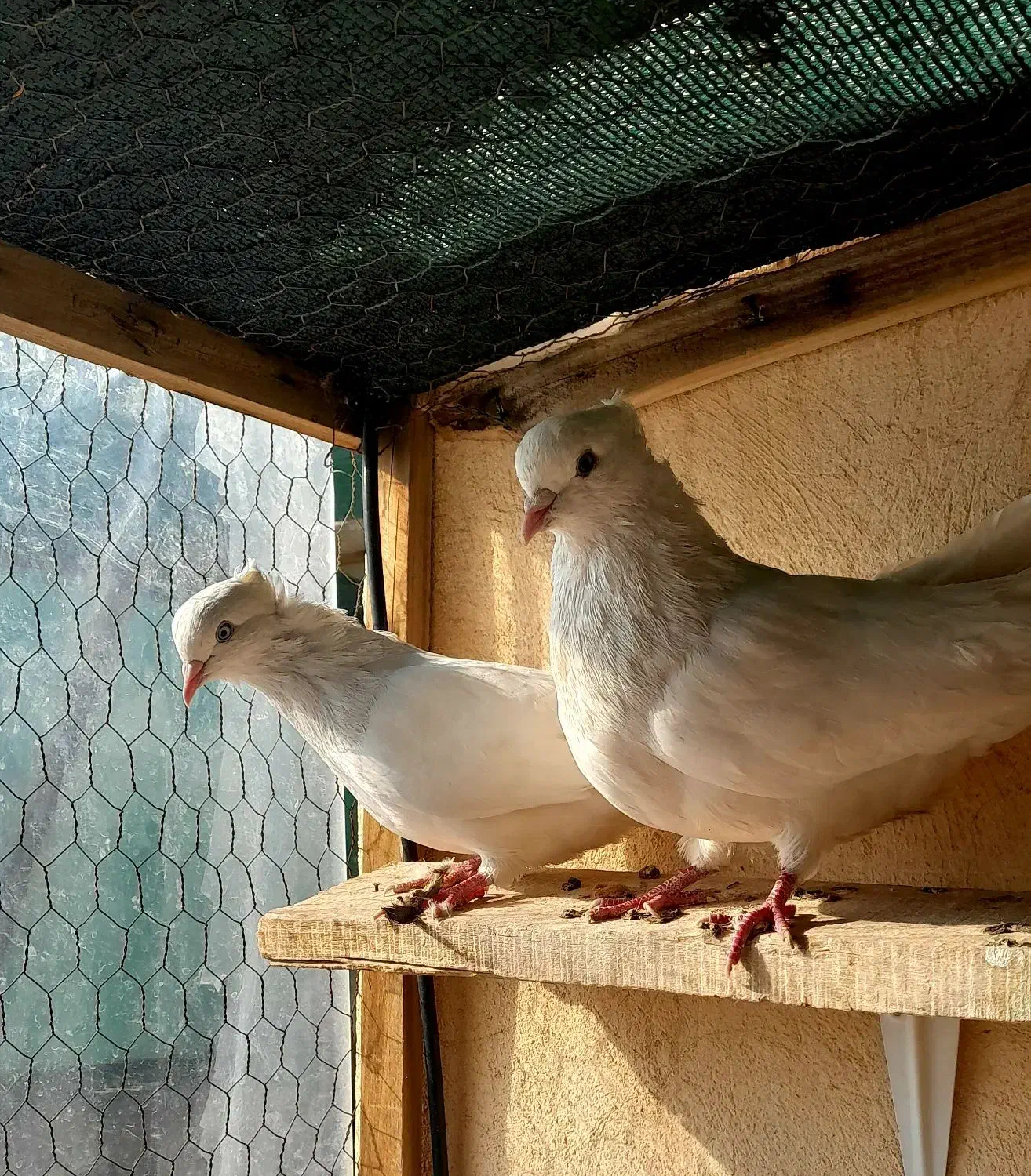 کبوتر اراکی|پرنده|شاهین‌شهر, خانه کارگر|دیوار