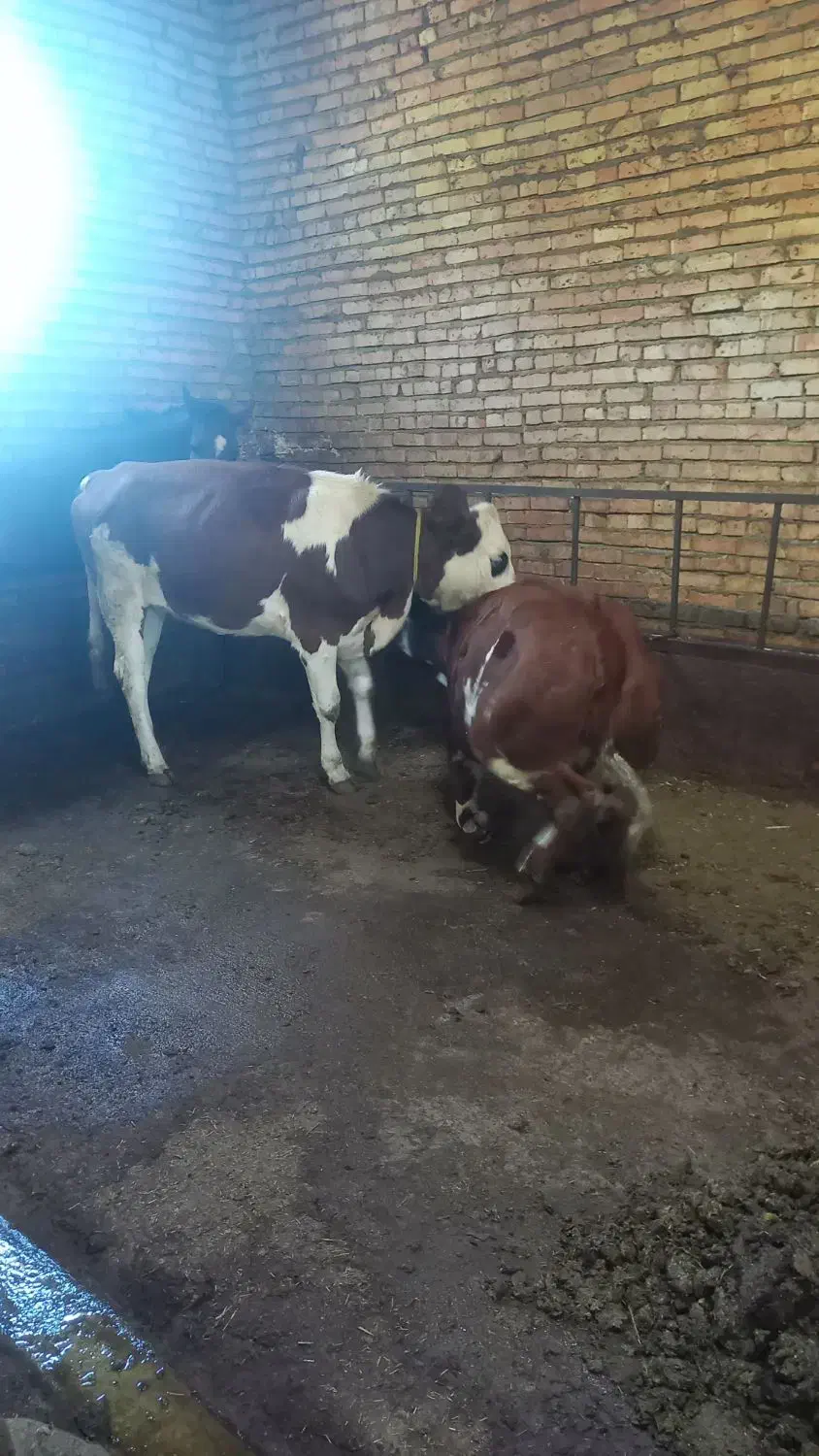 فروش سه عدد گوساله ماده|حیوانات مزرعه|مهربان, |دیوار