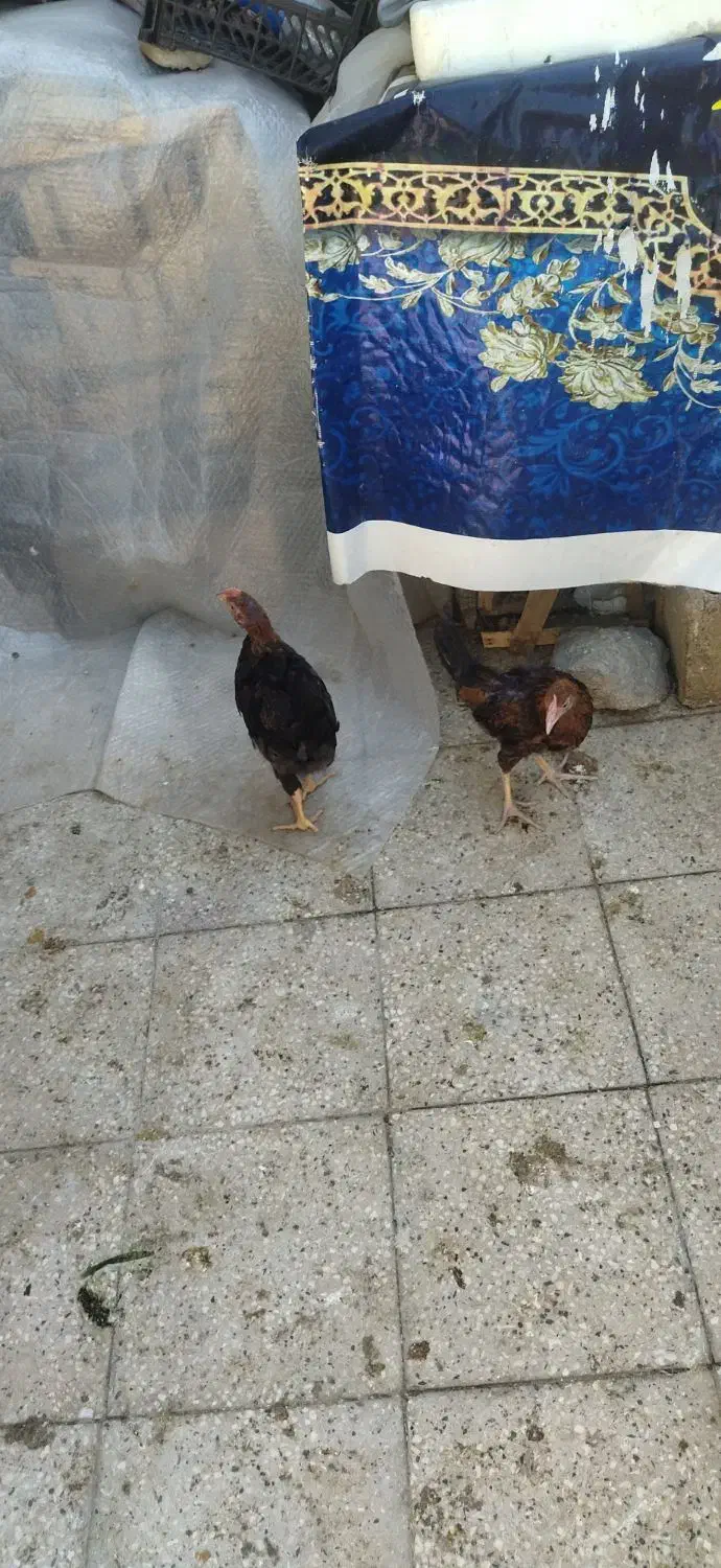 جوجه خروس|حیوانات مزرعه|شیراز, جوادیه|دیوار