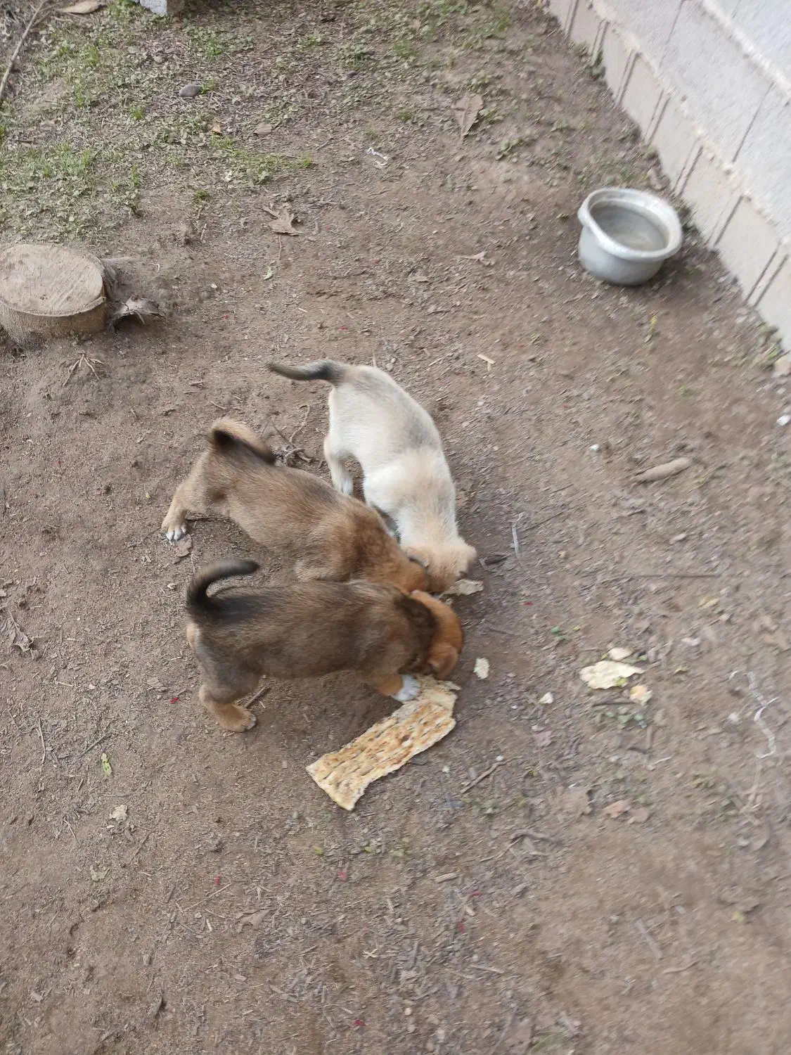 فروش سگ هاسکی ویک صوله|سگ|آستانه اشرفیه, |دیوار