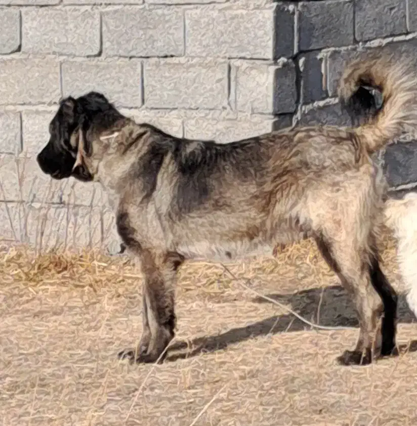 واگذاری توله سگ سرابی ماده۸ماهه زات قدیم مخصوص گله|سگ|تبریز, |دیوار