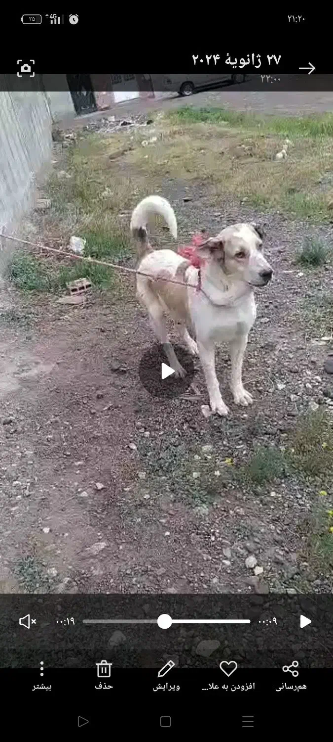 گم شده سگ ماده|سگ|اردبیل, |دیوار